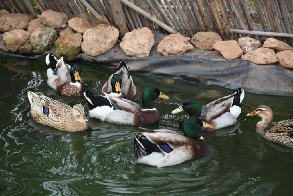 Canards sur le bassin du jardin de Bougainvilla Retreat